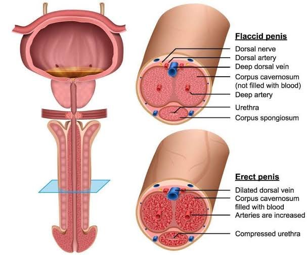 Stem Cell Therapy for Erectile Dysfunction
